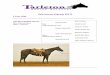 Sale Horses (Spring 2017) - Tarleton State University Horses for Sale 2017.pdf¢  Sale Horses (Spring