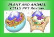 PLANT AND ANIMAL CELLS PPT Review · All living things are composed of cells. 2. Cells are the basic units of structure and function of living things. 3. All cells are produced from