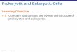 Prokaryotic and Eukaryotic Cells - Duncan Rossduncanross.net/MIC2010/_ch_04_lecture_presentation.pdfProkaryotic and Eukaryotic Cells 4-1 Compare and contrast the overall cell structure