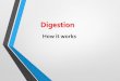 DigestionDigestion • Begins in the esophagus and continues through the small intestine. •Most digestion takes place in the stomach and small intestine. •Nutrients are absorbed