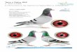 Tony x Daisy 806 - Amazon S3 · I.prov. Bourges – 1,279 birds 2007 8. local / 76. prov. Tours – 2,791 birds 2007 Nr. 1 breeder Gaby Vandenabeele ‘Rudy’ is (g.)father of 1