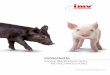 SWINE REPRODUCTION - IMV Technologies equipment to the swine industry. IMV offers the most advanced technologies and provides products specifically designed to improve reproductive
