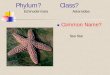 Echinodermata Asteroidea - Mt. San Antonio College · Echinodermata . Feather Star . Class Ateroidea - The Sea Star . Knobby Sea Star . Pisaster giganteus . Note blue around spines