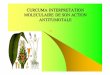 CURCUMA INTERPRETATION MOLECULAIRE DE …silicium.blogspirit.com/files/Curcuma.pdfDESCRIPTION z Le curcuma (Curcuma longa) est une plante herbacée rhizomateuse ,vivace, de la famille