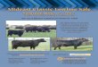 Mideast Classic Lowline Sale - Amazon Web Serviceslivestockdirect.s3-website-us-west-2. · PDF file Offering: 103 Lots of Efﬁ cient Lowline Cattle And some Red Angus, Belted Galloway