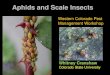 Aphids and Scale Insects - Colorado State University...Rice root aphid Aphids on dandelion roots Some aphids are associated with roots of plants Root-infesting aphids are often surrounded