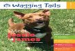 Wagging Tails - Pet Project Foundation · wagging tails summer a publication of the pet project foundation 2017 inside this issue: turn to page 4 for his success story adorable adoptables