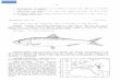 kessleri - Food and Agriculture Organization · 2002-08-06 · : Body fusiform, moderatley compressed, belly with a distinct keel of scutes. Lower jaw very prominent, but not rising
