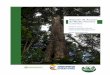 Reporte de Avance de Medio Término Colombia · Reporte de Avance de Medio Término Colombia Enero, 2017 Fondo Cooperativo para el Carbono de los Bosques -FCPF Fondo de Preparación