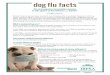dog flu facts 1How is canine influenza spread? Canine influenza spreads the same way as the common cold in humans. Canine influenza viruses are most commonly spread through: