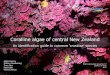 Coralline algae of central New Zealand - NIWA€¦ · knowledge about the coralline algae of New Zealand had been obvious for many years but the technical difﬁculties involved in