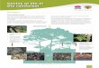 Cycles of life in the rainforest - National Parks and Wildlife Service · 2015-05-11 · Cycles of life in the rainforest 1 FACT SHEET 9 The nutrient cycle Nutrients are the food
