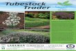 Tubestock Traderlarkmannurseries.com.au/files/xyywfbsipt/Larkman... · 2019-06-26 · July 2019 Clive’s Comments Continued on page 4 Tubestock Trader It is the day after the winter