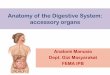 Anatomy of the Digestive System: accessory organskroosita2.staff.ipb.ac.id/files/2014/03/anatomy_digestive-system-2.pdf · Anatomy of the Digestive System: accessory organs Anatomi