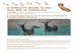 A Citizen’s Guide to the Tule Elk of California · 90-200 pounds) and are lighter in color, have much larger ears and a black tip on their tail. Tule Elk are much larger in body