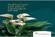 Anthurium pot plant catalogue · 2019-10-09 · catalogue 2019 / 2020. Introduction 04 08 30 38 12 18 Young Plants Program Unlimited in varieties Pot size 9 Pot size 12 Pot size 14