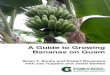 A Guide to Growing Bananas on Guam - University of Guam€¦ · Guam’s prevailing winds blow from the East-Northeast. ... come from all around in certain times of the year, and