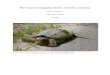 The Common Snapping Turtle, Chelydra serpentina The Common Snapping Turtle, Chelydra serpentina Rylen