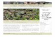 Cross Timbers Herpetologist - Dallas Fort Worth ... · Cross Timbers Herpetologist If you wanted to see the most graceful reptile in Texas, you would do well to walk the edges of