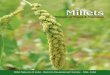 Millets...Understanding millets n India, out of the total net sown area of 141.0 Mha, rainfed area accounts for 85.0 Mha spread over 177 districts. This constitutes approximately 60