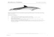 Bottlenose Dolphin 07 - National Park Service Whales 2008.pdfBottlenose Dolphin Tursiops truncatus ... temperate (30°E to 50°N), primarily offshore Chapter 9 5. Orca Whale Orcinus