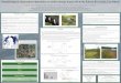 Potential impacts of permafrost degradation on carbon storage of peat … · 2010-05-15 · Permafrost and Peat The Kolyma River basin in East Siberia is covered with numerous peat-filled,