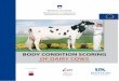 BODY CONDITION SCORING OF DAIRY COWSrodica.bf.uni-lj.si/web/gov/pub/2011_Klopcic_et_al... · BODY CONDITION SCORING OF DAIRY COWS 11 Condition Scoring of Dairy Cows In early lactation,