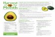 Exploring California Avocados: Taste Testing€¦ · n California ranks first nationally in avocado production, growing more than 90% of the nation’s crop. n Avocados are grown