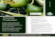 Avocado Production - Seasol · Avocado Production Crop Bulletin No. 111 Seasol is a highly refined liquid seaweed plant conditioner that provides a synergistic range of natural compounds,