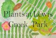 Plants at Lewis Creek Park - Bellevue · 2019-05-08 · Savinelli, Alfred. Plants of Power: Native American Ceremony and the Use of Sacred Plants. Revised ed. Summertown, TN: Native