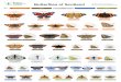 Butterflies of Scotland - butterfly-conservation.org · Butterflies of Scotland Butterflies shown at life-size, but there is some natural variation in size KEY Vanessids and Fritillaries