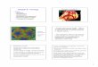 Chapter 6 - Virology Viruses in Action!!fpm/bio205/Sp-08/Chapter-06.pdf · 2008-02-15 · 1 Chapter 6 - Virology • Topics –Structure –Classification –Multiplication –Cultivation