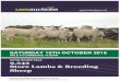 SATURDAY 15TH OCTOBER 2016 - Amazon Web ServicesSATURDAY 15TH OCTOBER 2016 SALE TO COMMENCE 10.00AM CATALOGUED SALE 9,243 Store Lambs & Breeding Sheep . ... 77 A Wilshaw, Meerbrook