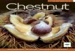 THE JOURNAL OF THE AMERICAN CHESTNUT FOUNDATION · back and say, “Well done, American Chestnut Foundation. Well done!” Wishing you all a bountiful harvest season, Lisa Thomson,