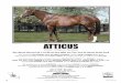 ATTICUS - CTBA · 2013-10-25 · Prince Rose 6 53foal s, 7SW *Princequillo *Cosquilla S omethingr yal Caruso 18 foals, 4 SWs Imp eratic Cinquepace Athyka (1985) Clarion 15 foals,