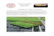 Hydroponic Lettuce Handbook · Hydroponic Lettuce Handbook . This hydroponic greenhouse production system was designed for small operations to provide local production of head lettuce