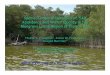 Spatio-Temporal Dynamics of SAV Abundance and Water ......Spatio-Temporal Dynamics of SAV Abundance and Water Quality in the Mangrove Lakes Region of Florida Bay Thomas A. Frankovich1,