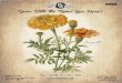 Marigold - Page Seed · Traditional Look…Edge to Edge Color! STANDARD SERIES Taglines: • Thanks to you we’re growing!• Planting new ideas! • Come grow with us! MONEY PLANT
