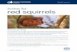 Action for red squirrels - Scottish Forestry · The UK red squirrel species action plan TheUKRedSquirrelGroup(UKRSG) ... TheScottishSquirrelGroup(SSG)isthecountrygroupforScotland.Itisaforumtoco-ordinateactivitiesto