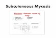 Subcutaneous Mycosis - جامعة الملك سعودfac.ksu.edu.sa/sites/default/files/7-_subcutaneous_mycosis.pdfSubcutaneous mycosis. 4. Systemic mycosis. 5. Opportunistic mycosis
