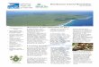 Issue 6, July 2013 - The RSPB€¦ · Henderson petrel. Global stronghold of the gadfly petrel group. Declared a natural World Heritage Site in 1988. Henderson Island Newsletter Issue