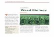 ChapTer 5 Weed Biology - Organic Risk Management · ChapTer 5 Weed Biology Figure 5-1. Lambsquarters and other weeds in corn. Davi D L. Hansen Table 5-1. risks due to weeds. Compete