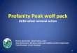 Profanity Peak wolf pack€¦ · Other techniques for managing risks of wolves being attracted to young calves Turnout of calves onto forested/upland grazing allotments until calving