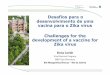 Desafios para o desenvolvimento de uma vacina …scf.cpqam.fiocruz.br/eventozika/pdfs/Elena_Caride_Zika...Desafios para o desenvolvimento de uma vacina para o Zikavírus Challenges