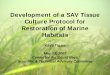 Development of a SAV tissue culture protocol for …...Development of a SAV Tissue Culture Protocol for Restoration of Marine Habitats Kayti Tigani May 18, 2007 Center for the Inland
