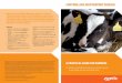 CONTROLLING RESPIRATORY DISEASE - Zoetis · CONTROLLING RESPIRATORY DISEASE > Maximise profitability by reducing respiratory disease 50 in dairy heifer and dairy-bred beef calves