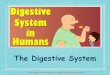 The Digestive System - MMP SHAH COLLEGEFunctions of the digestive system 1. Ingestion of food. 2. Secretion of fluids and digestive enzymes. 3. Mixing and movement of food through