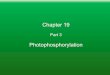Chapter 19 Photophosphorylation · Chlorophyll Types . Sun Light Spectra OE Pond Where is the Visible and Infra-red light ? Which one gets to the bottom? Noon, Nov 18th: Surface 