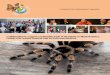 Collaboration to support sustainable trade of tarantulas ... · LGVS Ley General de Vida Silvestre [General Law of Wildlife; Mexico] NGO Non-governmental organization NOM-059 Mexican