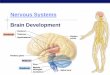 Nervous Systems Brain Developmentapbiotake5.com/wp-content/uploads/2013/01/PPT-2-The... · 2017-01-21 · AP Biology Cephalization = Brain evolution Cnidarian nerve net Simplest nervous